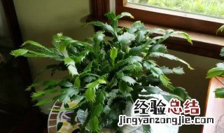 解爪兰的养殖方法 解爪兰夏天怎么养