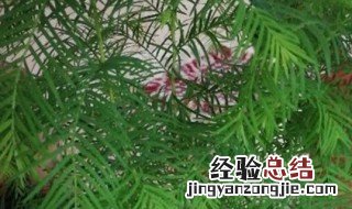 水杉的养殖方法和注意事项 水杉的养殖方法和注意事项图片