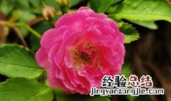 蔷薇花养殖方法与技巧 蔷薇花养殖方法