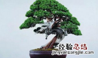 真柏盆栽方法 真柏盆栽如何养殖