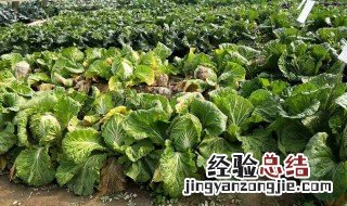 白菜苗储存方法 这样储存的白菜苗最新鲜