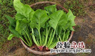 种的菠菜来不及吃储存方法 菠菜能储存吗