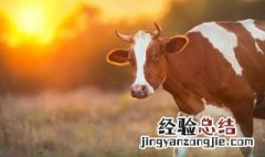 肉牛增重最快的方法 牛肉怎么增重