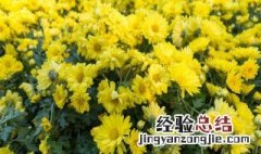 美人菊花的养殖方法 美人菊的养殖方法和注意事项