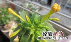 如意养植方法 如意怎么养殖方法