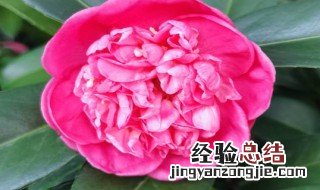 四季茶花的养殖方法家里如何养好茶花 四季茶花的养殖方法