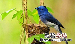 梦见鸟是什么意思 做梦梦见鸟好不好
