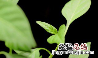 植物叶出现焦叶的原因 植物叶出现焦叶是什么原因