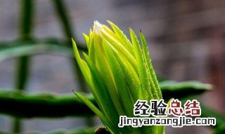 虎皮令剑花的养殖方法和注意事项 虎皮令剑花的养殖方法