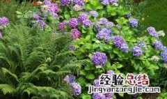 什么花的花语是偏爱 什么花的花语是偏爱?