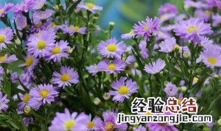 什么花的花语是努力 什么花的花语是努力奋进