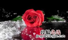 73朵玫瑰花语是什么 75朵玫瑰花花语代表什么意思