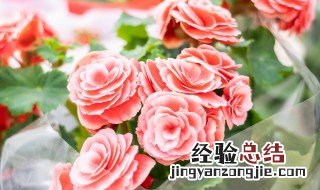 丽格海棠花的养殖方法 丽格海棠花的养殖方法和图片