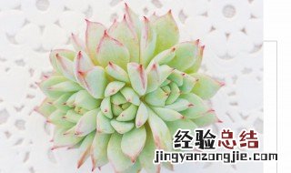 tp多肉植物养殖方法 tp多肉的养殖方法