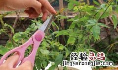 月季花开败后如何修剪 月季花开败后修剪方法