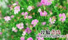 绿色满天星的花语 绿色满天星的花语是什么