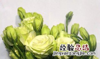 绿色洋桔梗的花语是什么 绿色洋桔梗的花语介绍