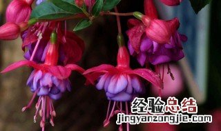 宝莲灯花能活几年 宝莲灯花介绍