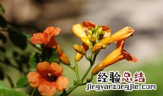 凌霄花到处窜根怎么办 凌霄花到处窜根处理方法