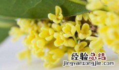 桂花可以做什么 桂花的生长特征