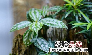 冷水花的养殖方法和注意事项 皱叶冷水花的养殖方法和注意事项