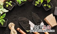 玉麒麟植物怎么养殖方法 玉麒麟植物怎么养