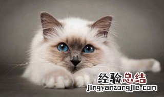 做梦梦见猫是什么意思 做梦梦见猫预示着什么