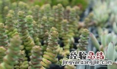 钱串子花移栽方法 钱串子花移栽方法分享