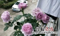 水养玫瑰花垂头了怎么补救 水养玫瑰花垂头了补救方法