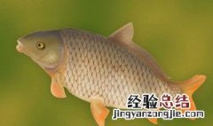 鲤鱼热水去鳞方法 鲤鱼去鳞方法介绍