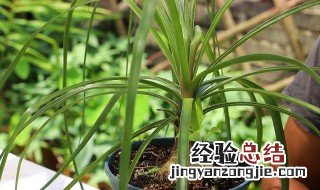 酒瓶兰开花图片 酒瓶兰的养殖方法和注意事项