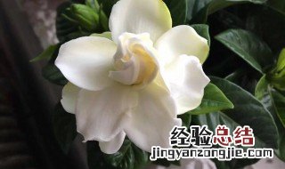 栀子花催花小技巧 栀子花催花小技巧分享
