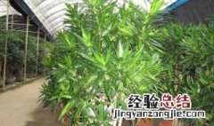 荷花竹的养殖方法和注意事项视频 荷花竹的养殖方法和注意事项