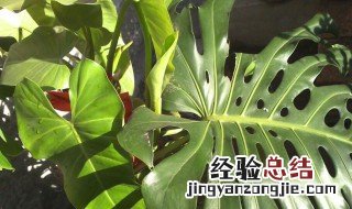 春雨植物怎么养 春雨植物的养殖方法