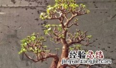 玉树盆景的养殖方法 玉树盆景种植方法