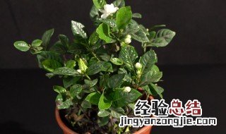 栀子花怎么水养 栀子花水养方法