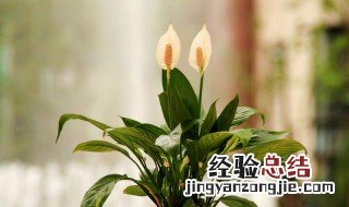 白掌水培怎么养才能开花更旺盛 水培白掌的养殖方法和注意事项