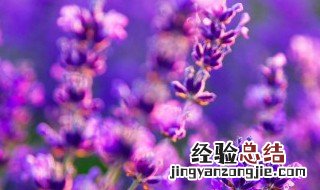 薰衣草种植方法全过程图片 薰衣草种植方法全过程