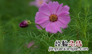 波斯菊怎么养护 波斯菊怎么养