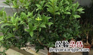 室内盆栽桂花选择什么品种最好 室内盆栽桂花选择什么品种最好养