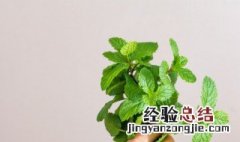 在家如何提取薄荷精油 家庭如何提取薄荷精油