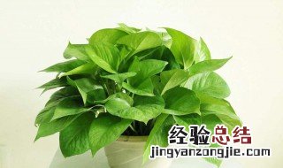 小仙女植物养殖方法 小仙女植物养殖方法图解