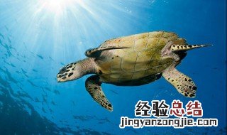 海龟是什么动物 海龟吃什么