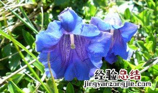 龙胆的花为什么是蓝色 龙胆的花介绍