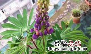 鲁冰花怎么养活 鲁冰花怎么养