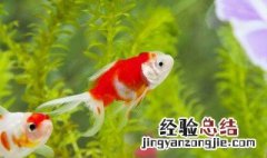 十大养不死水草 十大养不死水草小型