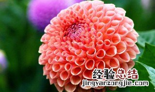 大丽花怎么养 大丽花怎么养护