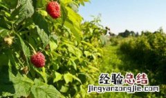 红树莓种植方法 红树莓种植方法图解