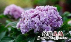 绣球鲜花能养几天吗 绣球鲜花能养几天