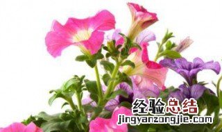 牵牛花怎么养 垂钓牵牛花怎么养